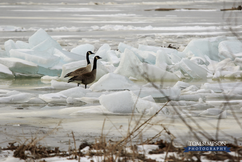 worthy detours ice piles