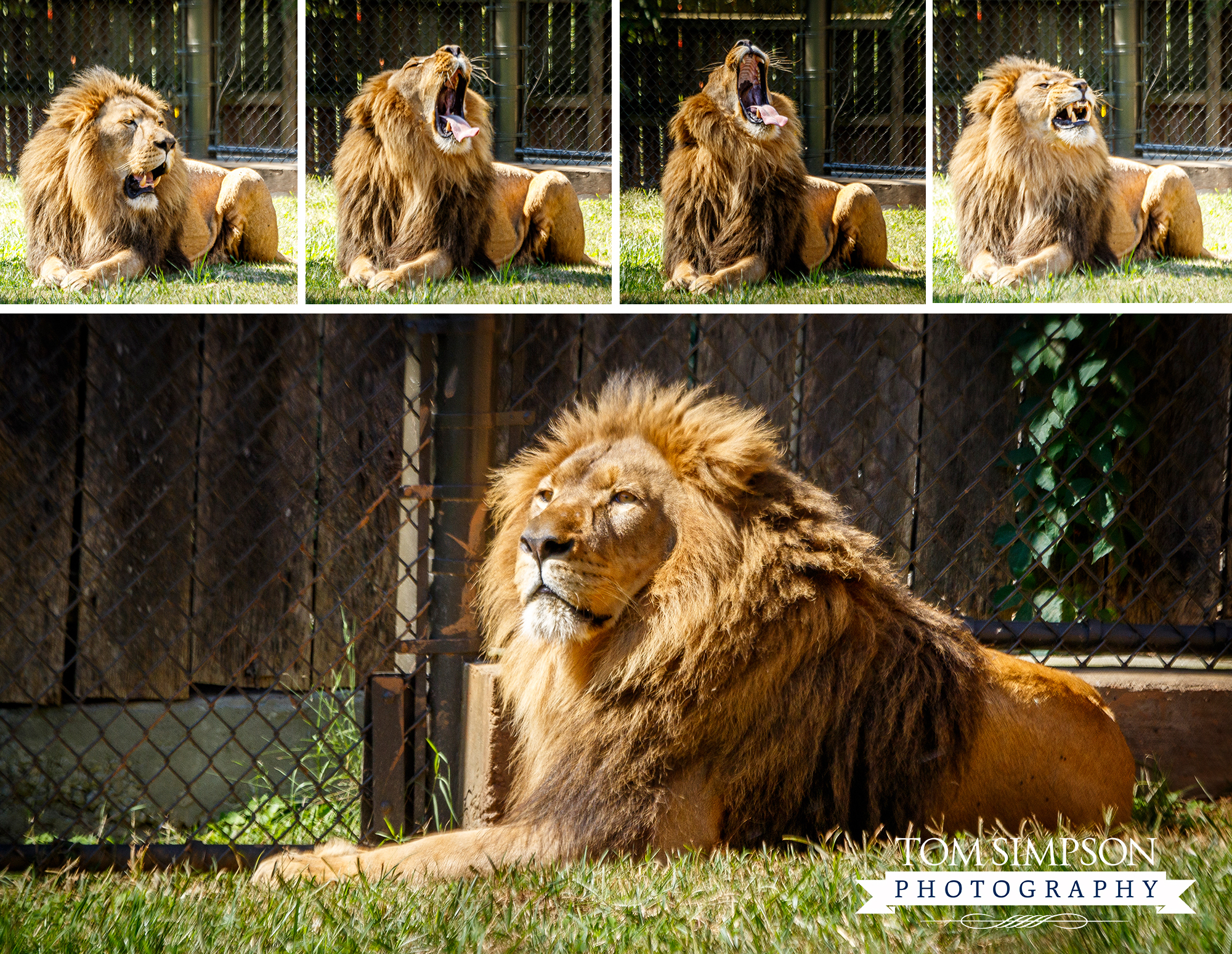 regal king of the jungle lounges in the zoo