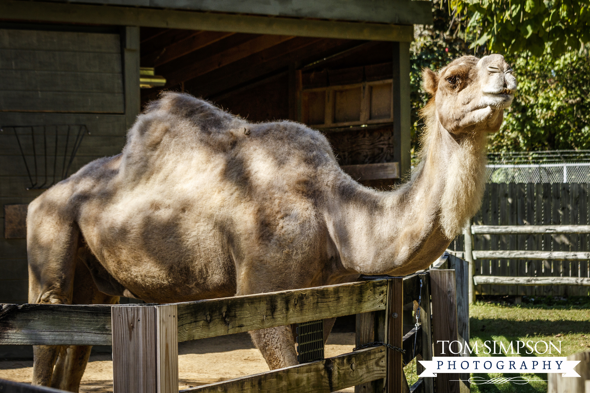 camel exhibit