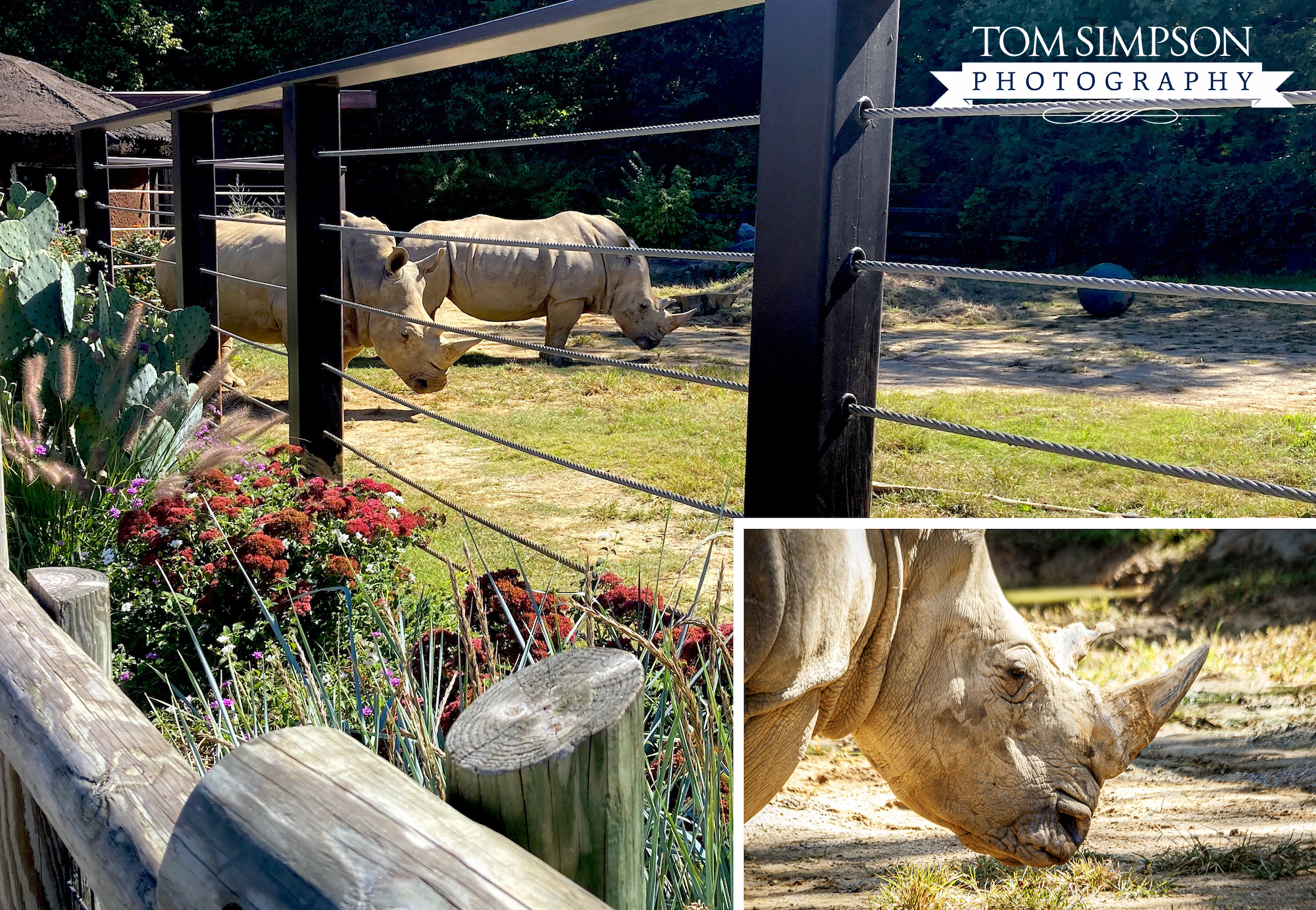 zoo knoxville rhinoceros exhibit