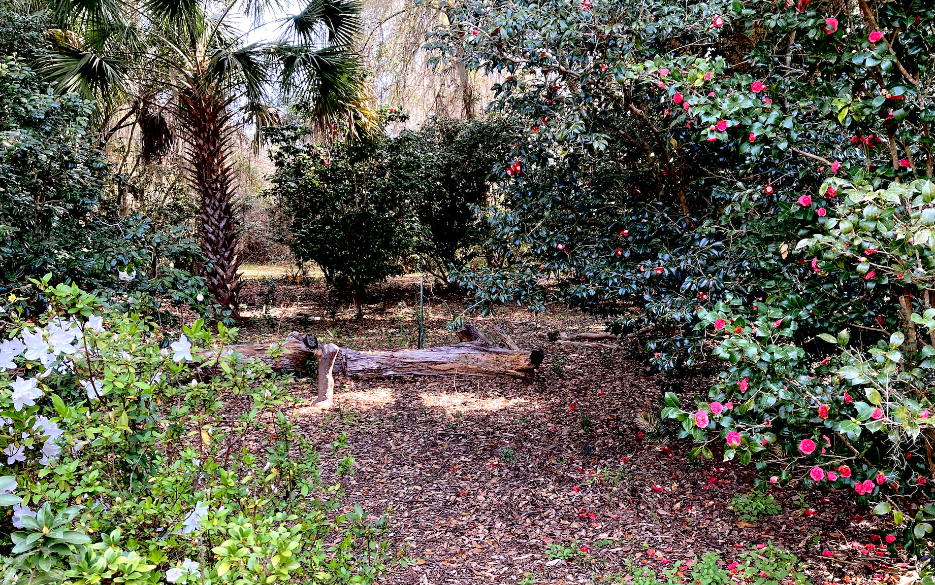 maclay gardens azealeas and camellias