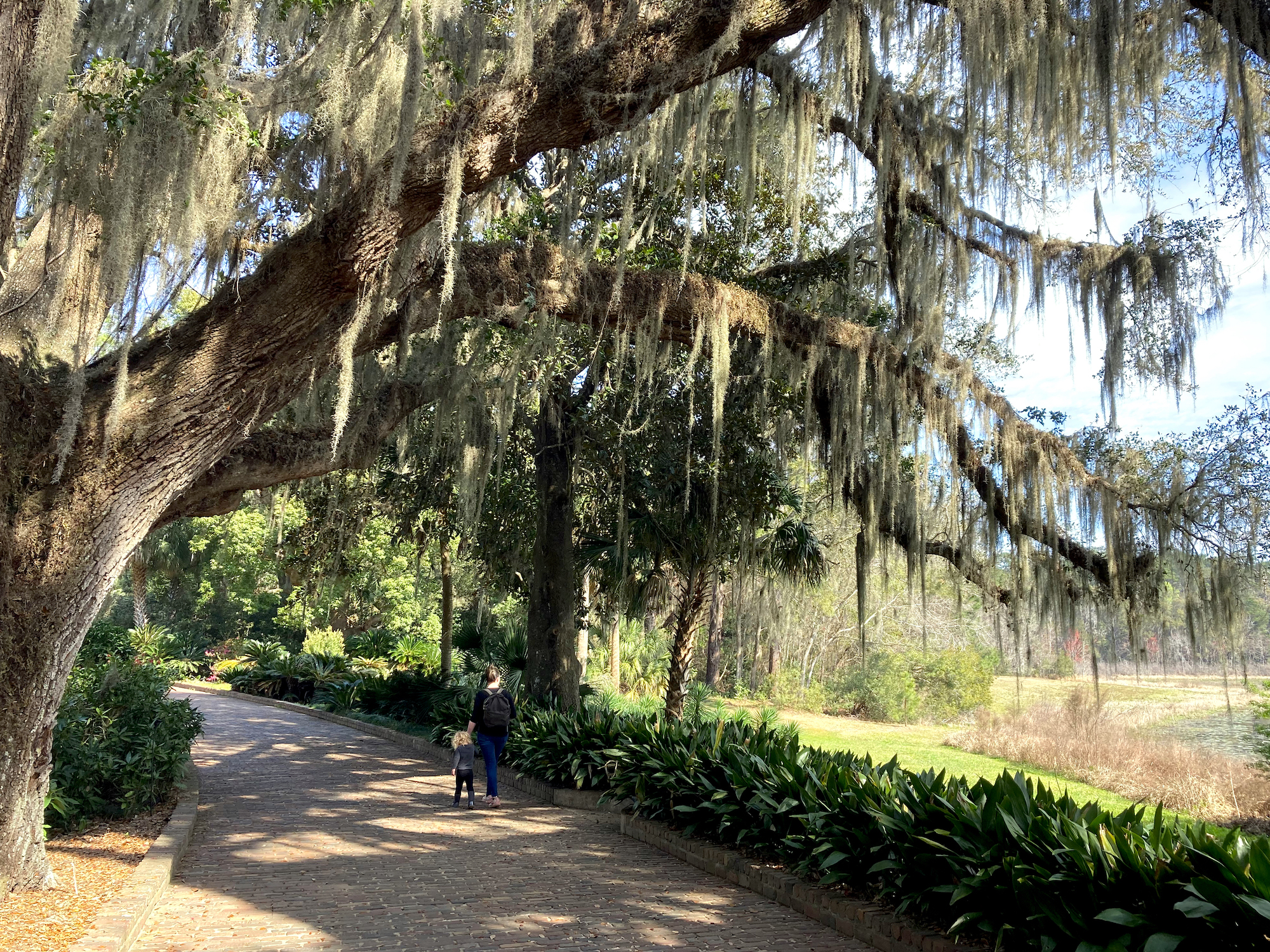 maclay gardens brick path under giant oak trees