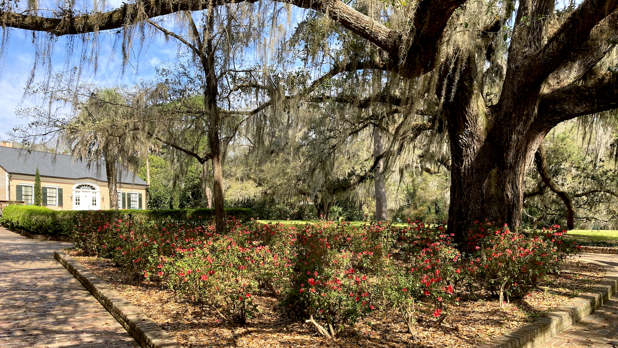 red azaleas grow beneath a giant oak