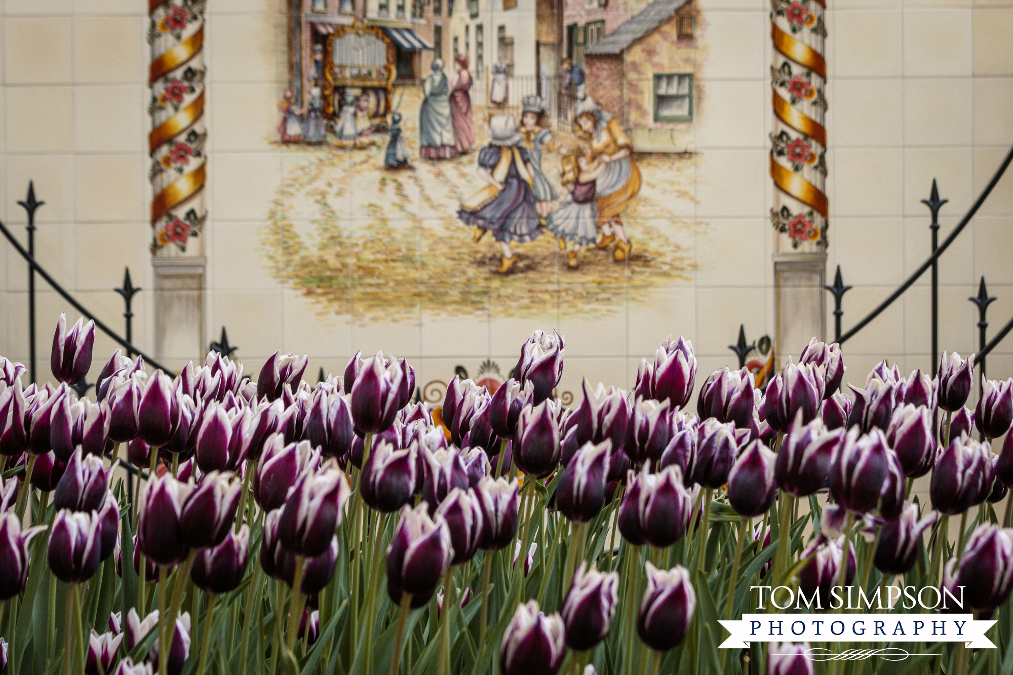 purple and white tipped tulips below wall mural