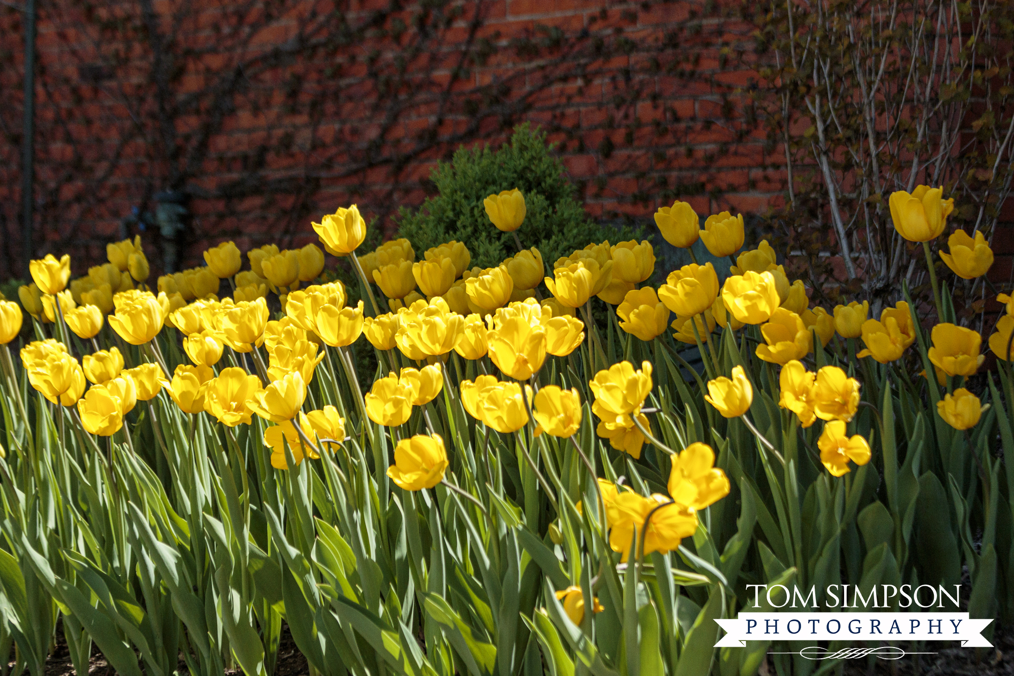 little iowa town tulip festival