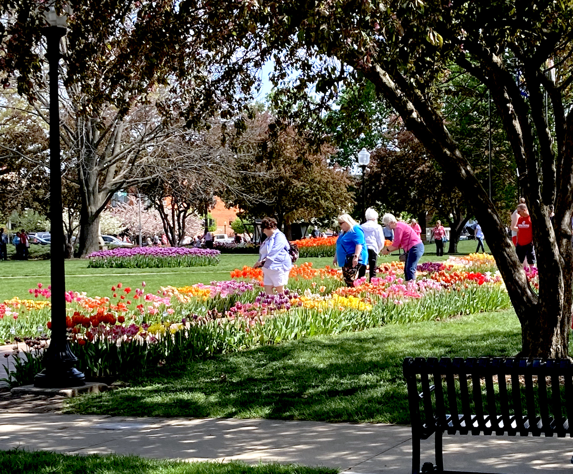 visitors see tulips in little iowa town