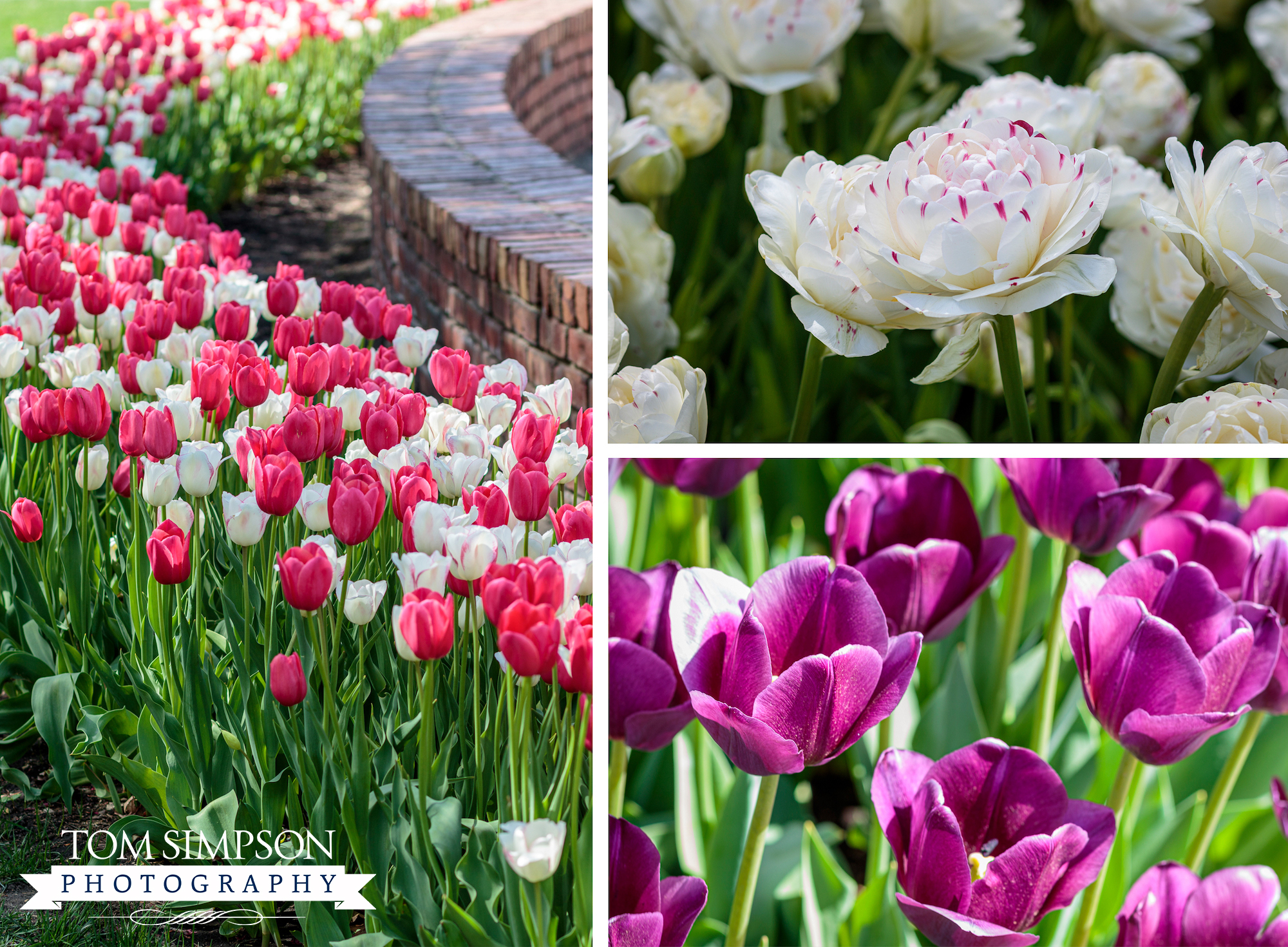 colorful spring tulips in little iowa town