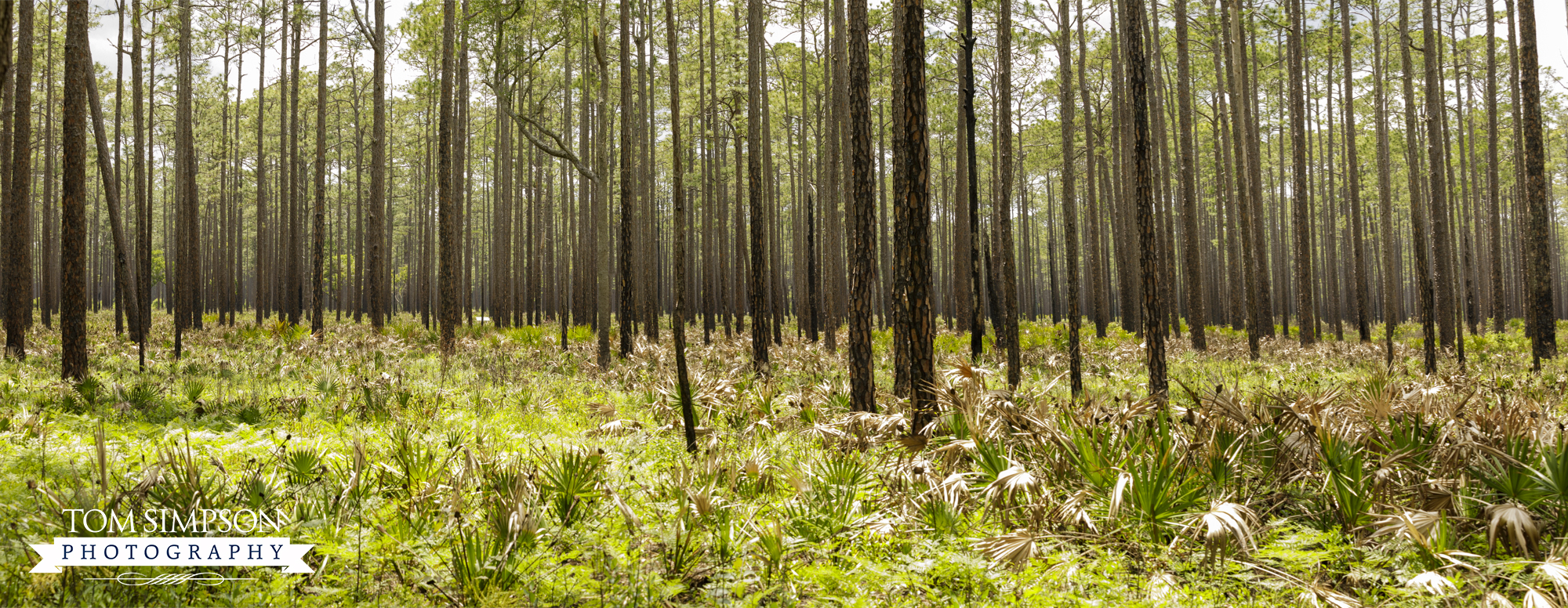 view the battlefield when you stop at olustee