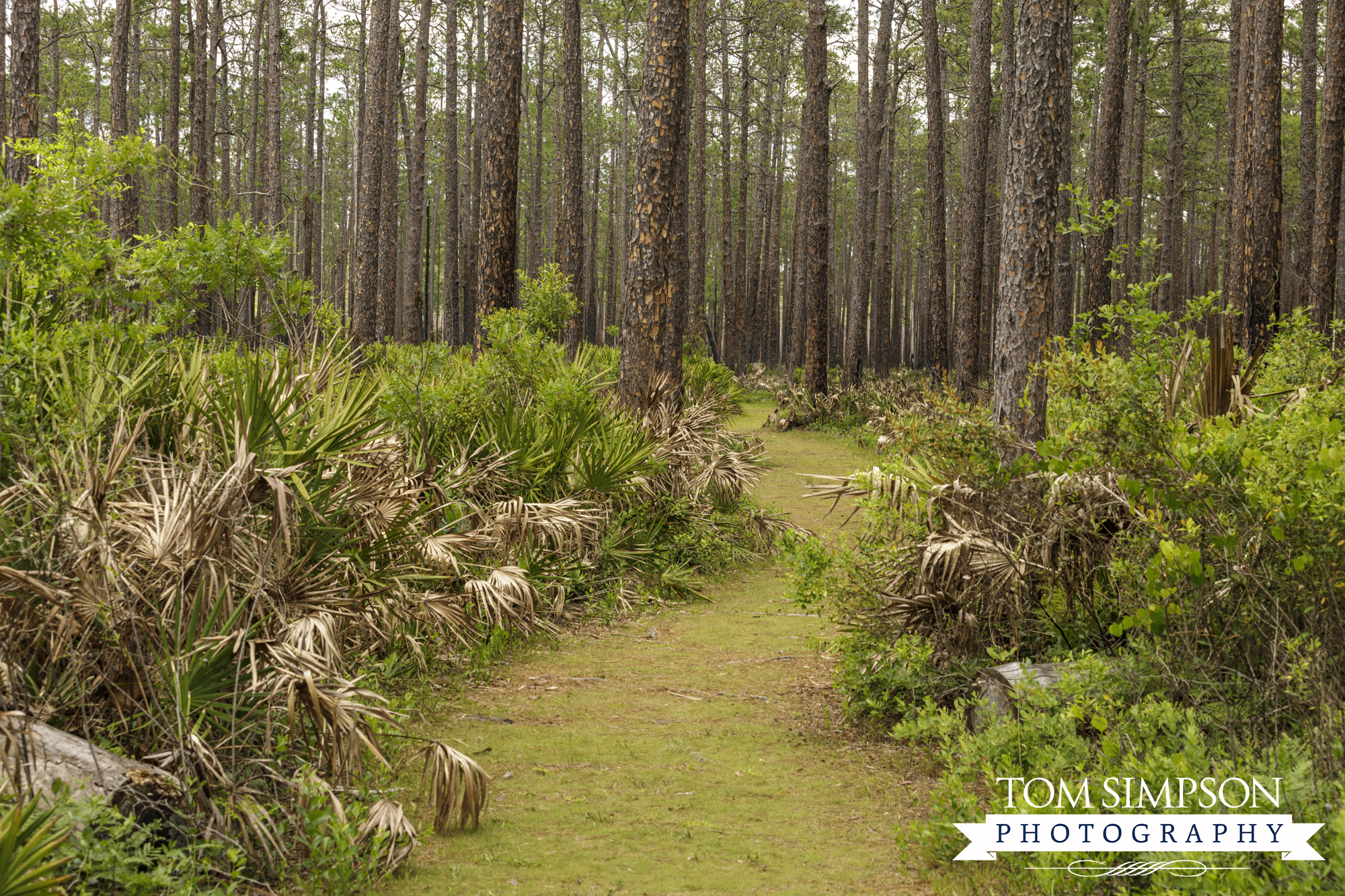 stop at olustee battlefield and enjoy the trail