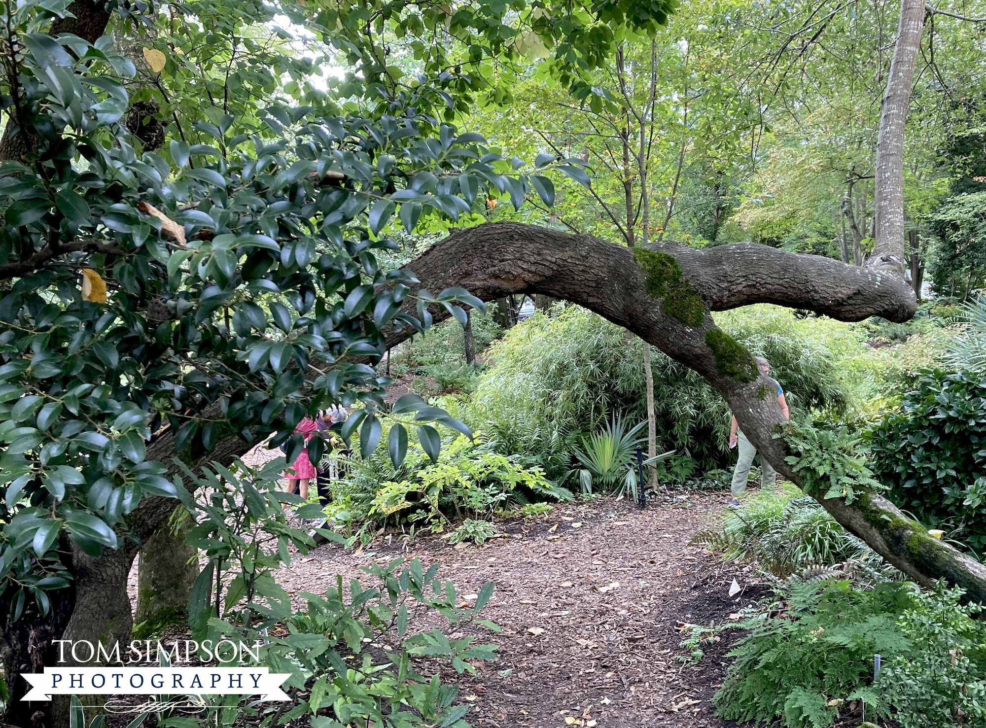 gardeners love unique trees with branches that touch the ground
