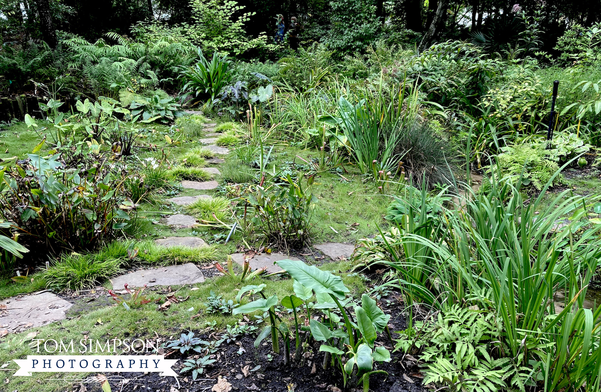 stone path through garden