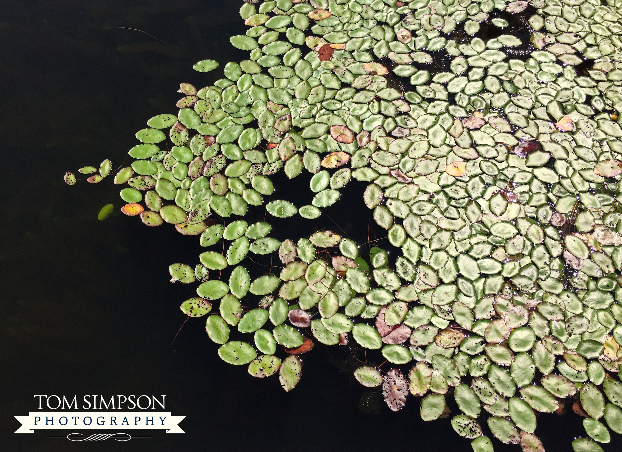 beautiful scenes of leaves on oregon lake