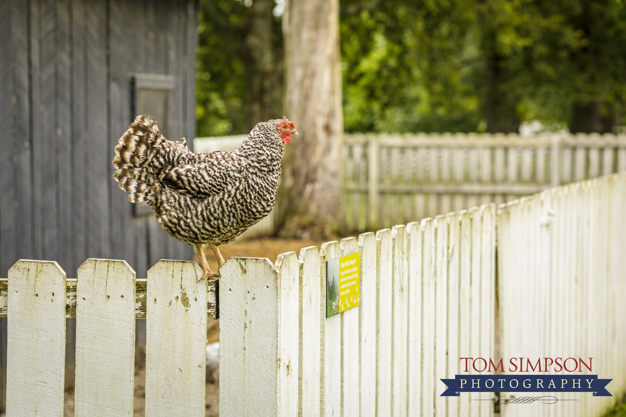 chicken on white picket fence
