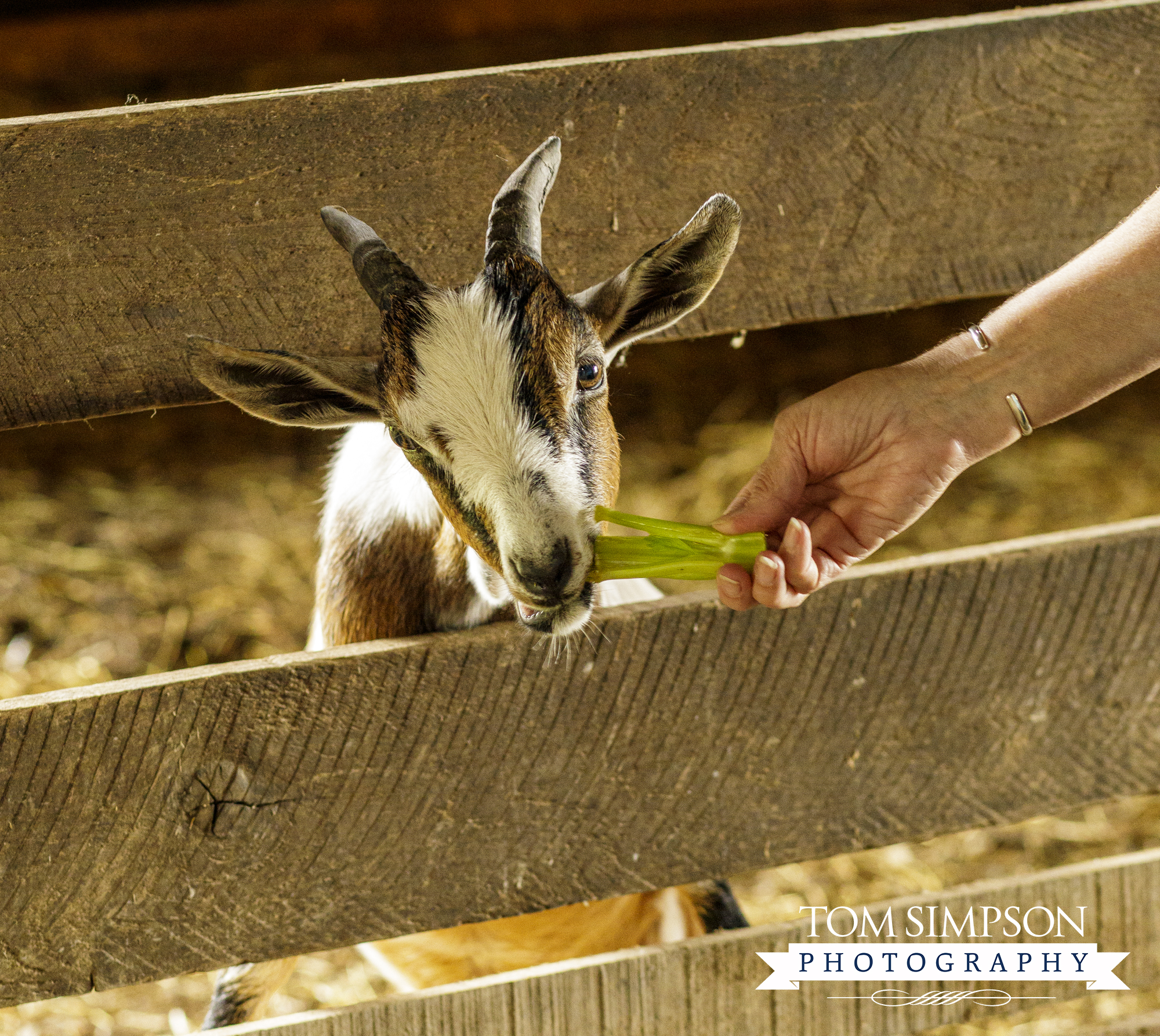 pygmy goat in shaker village barn