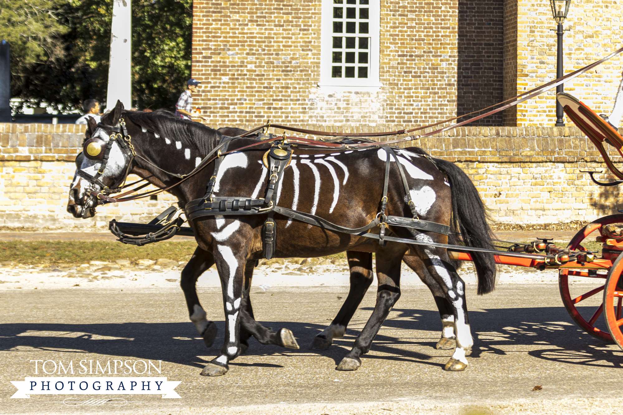 skeleton painted on horses in williamsburg